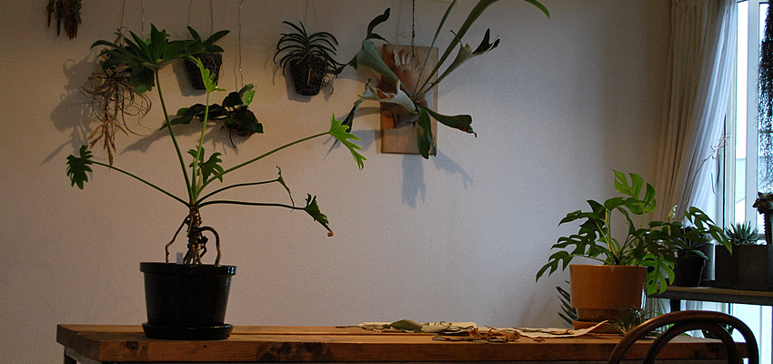 三河土の植木鉢「井澤製陶」家のインテリア。あなたのライフスタイル。002